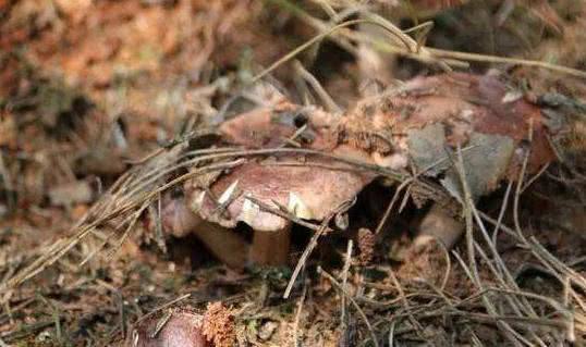 食用菌種滅菌問題？