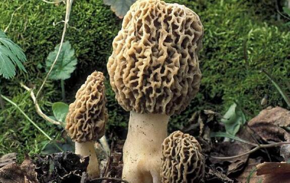 信邦建議：如何增強食用菌的市場競爭力