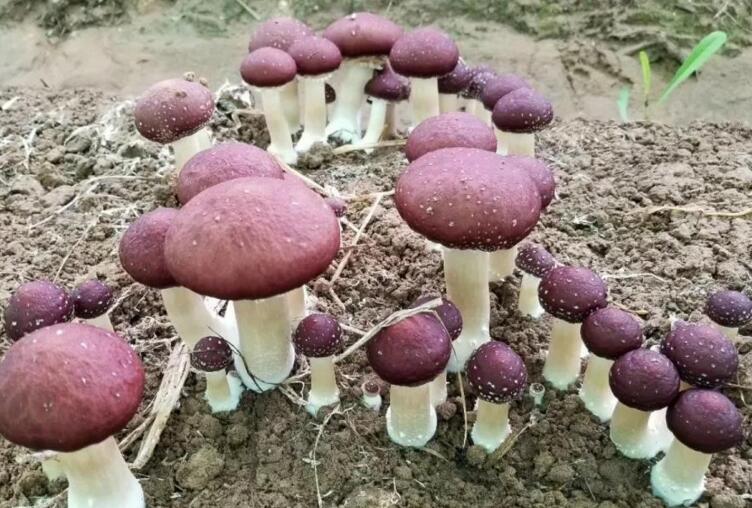 大球蓋菇的鹽漬與干品加工