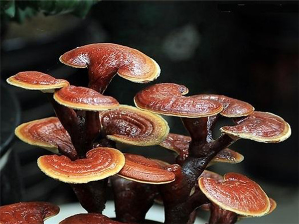 食用菌的斜面低溫儲存法 