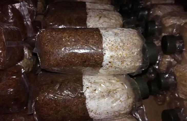 食用菌菌種沙土保藏法