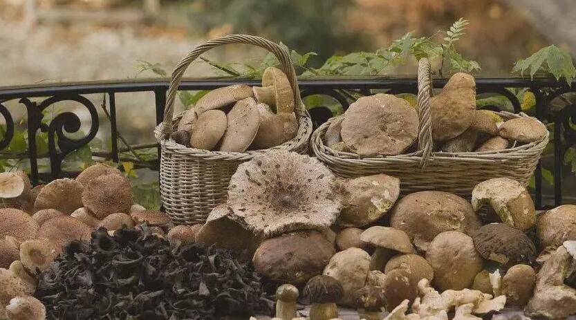 草菇速凍保鮮法